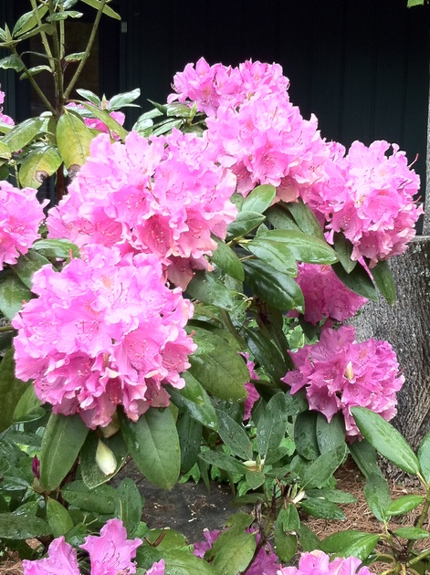 Rhododendrons at Camp Skyline